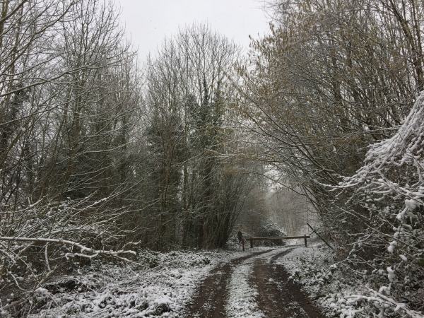 Grand-Couronne, regard arrière sur l'entrée en forêt domaniale de La Londe - Rouvray par l'avenue Foch.